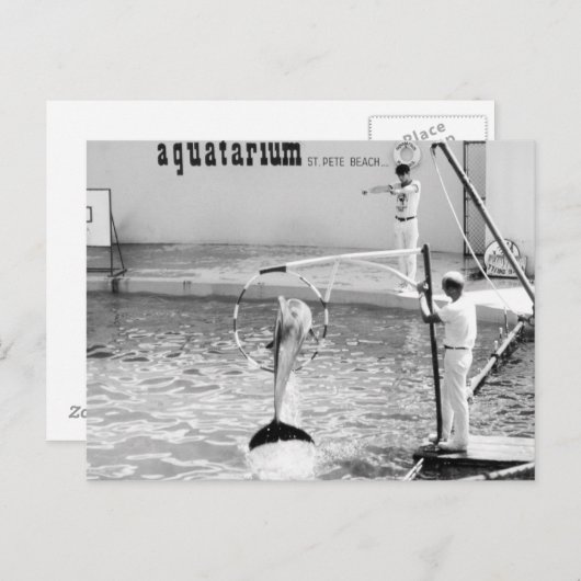 Aquatarium St. Pete Beach Florida, Dolphin Postkarte (Vorne/Hinten)