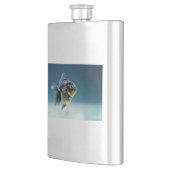 Aquatic Fish Carassius Flachmann (Links)