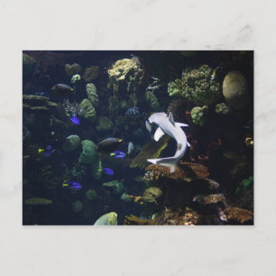Aquatic Life Postkarte