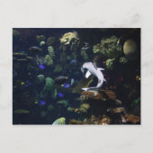 Aquatic Life Postkarte (Vorderseite)