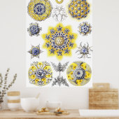 Aquatic Macro Life ~ Haeckel ~ Amoeba Poster (Küche)