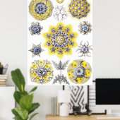 Aquatic Macro Life ~ Haeckel ~ Amoeba Poster (Heimbüro)
