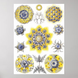 Aquatic Macro Life ~ Haeckel ~ Amoeba Poster