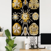 Aquatic Macro Life ~ Haeckel ~ Sea Urchins Poster (Heimbüro)