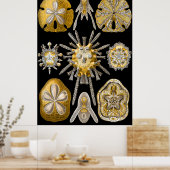Aquatic Macro Life ~ Haeckel ~ Sea Urchins Poster (Küche)