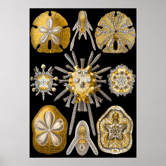 Aquatic Macro Life ~ Haeckel ~ Sea Urchins Poster (Vorne)