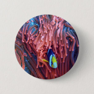 Aquatic Nautical Fotos Meerestierfotografie Button