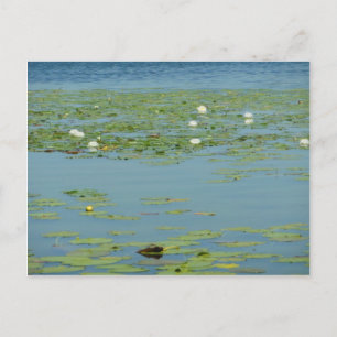 Aquatische Pads Postkarte