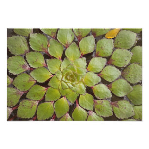 Aquatische Pflanze Rupununi, Guyana. Fotodruck