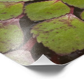 Aquatische Pflanze Rupununi, Guyana. Fotodruck (Ecke)