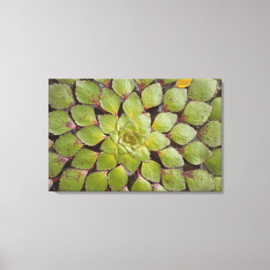 Aquatische Pflanze Rupununi, Guyana. Leinwanddruck