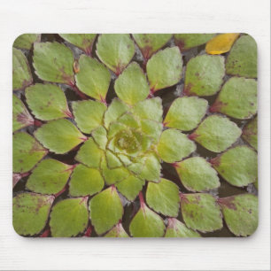 Aquatische Pflanze Rupununi, Guyana. Mousepad