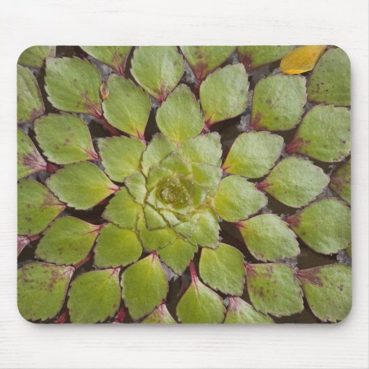 Aquatische Pflanze Rupununi, Guyana. Mousepad (Vorne)
