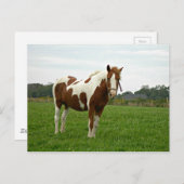 Aquebogue Painted Horse Postkarte (Vorne/Hinten)