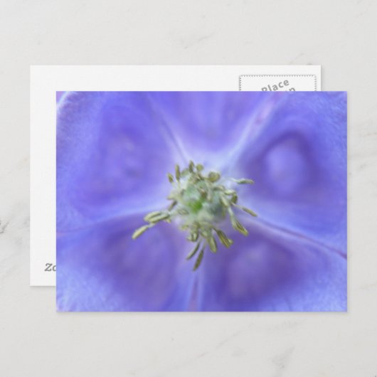 Aquilegia Blume Postkarte (Vorne/Hinten)