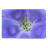 Aquilegia Blume Premium Magnet (Horizontal)