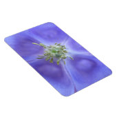 Aquilegia Blume Premium Magnet (Rechte Seite)