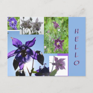 Aquilegia Collage Cust. Text & BG HELLO Postkarte