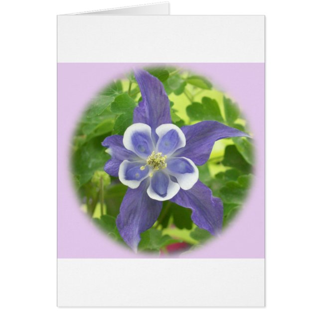 Aquilegia Columbine Blume Card (Vorne)