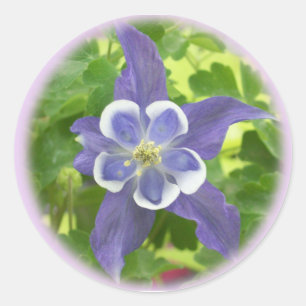 Aquilegia Columbine Blume Round Stickers