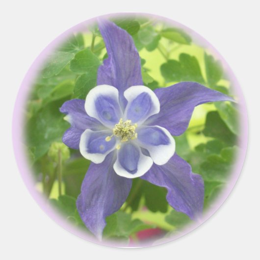 Aquilegia Columbine Blume Round Stickers (Vorderseite)
