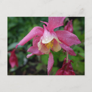 Aquilegia nach dem Regen Postkarte