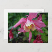 Aquilegia nach dem Regen Postkarte (Vorne/Hinten)