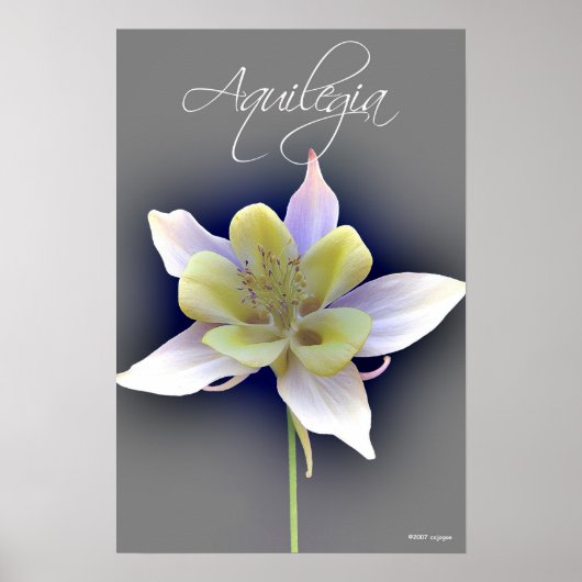 Aquilegia Poster (Vorne)