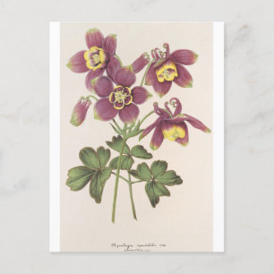Aquilegia Spectabilis von Charles Antoine Lemaire Postkarte