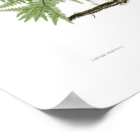 Aquilinum Poster (Ecke)