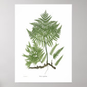 Aquilinum Poster (Vorne)