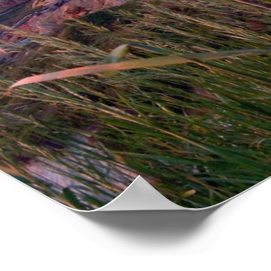 Aquinnah Sunset and Lighthouse Poster (Ecke)