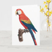 Ara Canga Parrot Karte (Gelbe Blume)