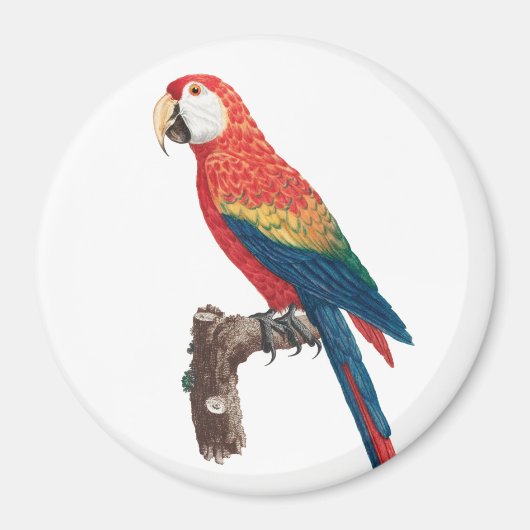 Ara Canga Parrot Magnet (Vorne)