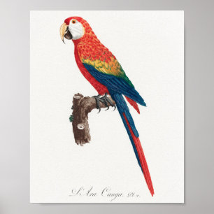 Ara Canga Parrot Poster