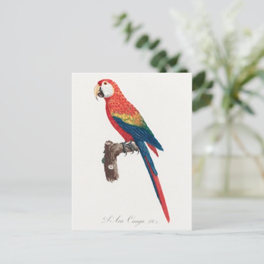 Ara Canga Parrot Postkarte (Stehend Vorderseite)