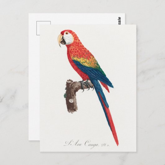 Ara Canga Parrot Postkarte (Vorne/Hinten)