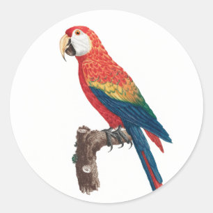 Ara Canga Parrot Runder Aufkleber