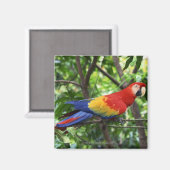 Ara de Scarlet auf der Baumgrenze Magnet (Vorderseite/Rückseite)