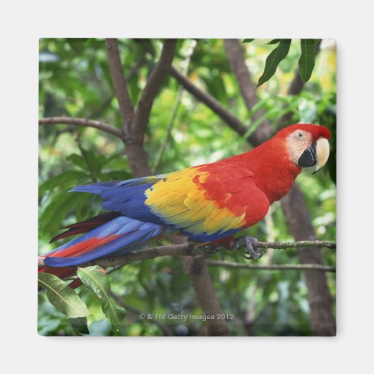 Ara de Scarlet auf der Baumgrenze Magnet (Vorne)