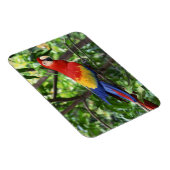 Ara de Scarlet auf der Baumgrenze Magnet (Rechte Seite)