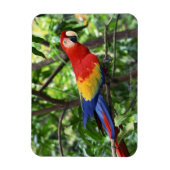 Ara de Scarlet auf der Baumgrenze Magnet (Vertikal)