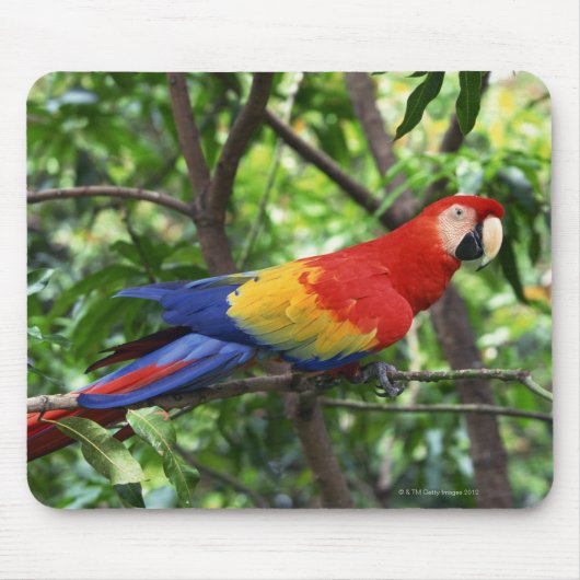 Ara de Scarlet auf der Baumgrenze Mousepad (Vorne)