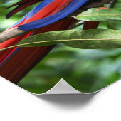 Ara de Scarlet auf der Baumgrenze Poster (Ecke)