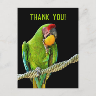 Ara Militaris Grüne Papagei Postkarte