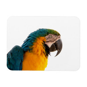 Ara Papagei Foto Magnet