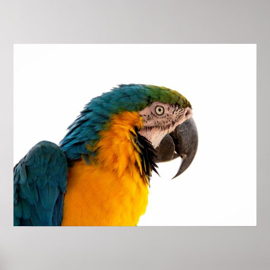 Ara Papagei Foto Poster (Vorne)