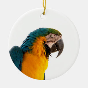 Ara-Papageien-Foto Keramik Ornament