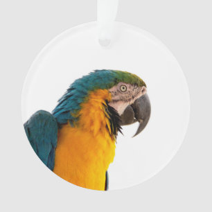 Ara-Papageien-Foto Ornament