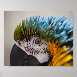 Ara-Papageienporträt - Kunstdruck Poster